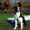 Border Collie Hund