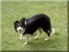 Border Collie Hund