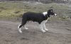 Border Collie Hund