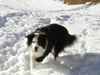 Border Collie Hund