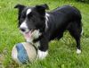 Border Collie Hund