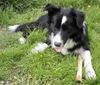 Border Collie Hund