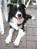 Border Collie Hund