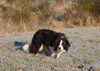 Border Collie Hund