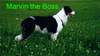 Border Collie Hund