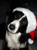 Border Collie Hund