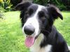 Border Collie Hund