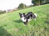 Border Collie Hund