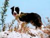 Border Collie Hund