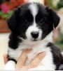 Border Collie Hund