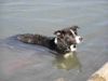 Border Collie Hund