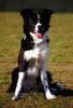 Border Collie Hund