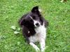 Border Collie Hund