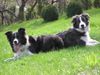 Border Collie Hund