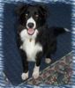 Border Collie Hund