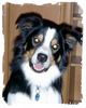 Border Collie Hund