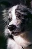 Border Collie Hund