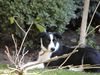 Border Collie Hund