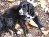 Border Collie Hund