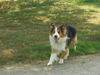 Border Collie Hund