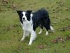 Border Collie Hund