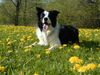 Border Collie Hund