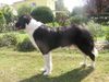 Border Collie Hund