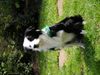 Border Collie Hund