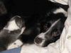 Border Collie Hund