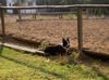 Border Collie Hund