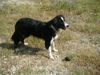 Border Collie Hund