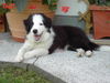 Border Collie Hund