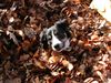 Border Collie Hund