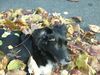 Border Collie Hund