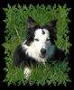 Border Collie Hund