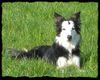 Border Collie Hund