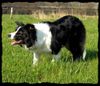 Border Collie Hund