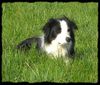 Border Collie Hund