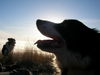 Border Collie Hund