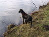 Border Collie Hund