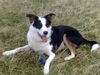 Border Collie Hund