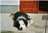 Border Collie Hund