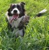 Border Collie Hund