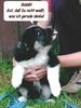 Border Collie Hund