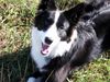 Border Collie Hund