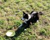 Border Collie Hund