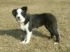 Border Collie Hund