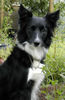 Border Collie Hund