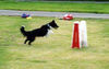 Border Collie Hund