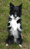 Border Collie Hund